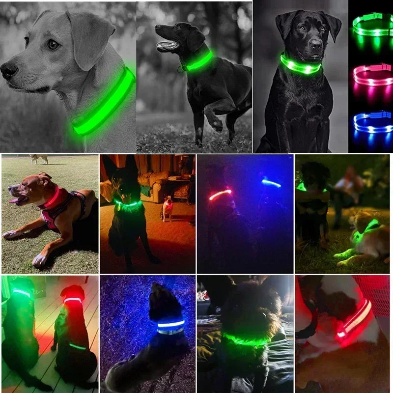 LED Glowing Dog Collar – Rechargeable, Night Safety