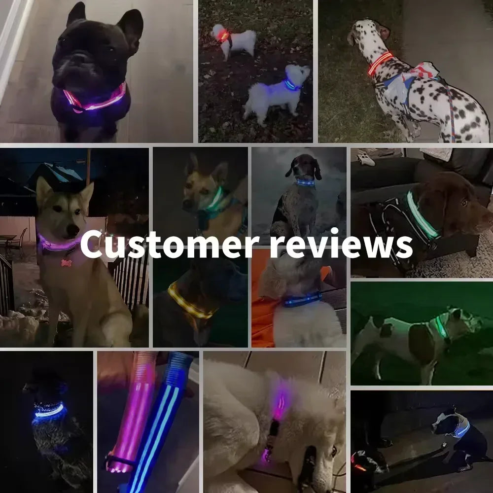 LED Glowing Dog Collar – Rechargeable, Night Safety